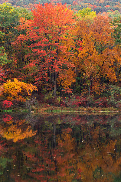 Sugar Maple Reflection 